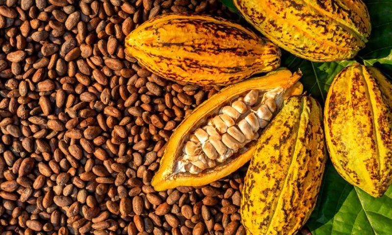 Cocoa prices drop by 26% in two days amid uptick in rainfall, boost in Nigeria’s output