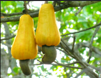 Cashew: Poor Pricing Pegs Nigeria’s Export Value At N281bn