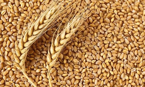 Nigeria To Take Delivery Of Wheat Worth N194bn In August