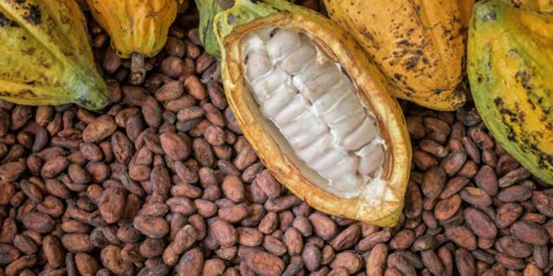 Russia To Commence Importation Of Nigeria’s Cocoa This Month