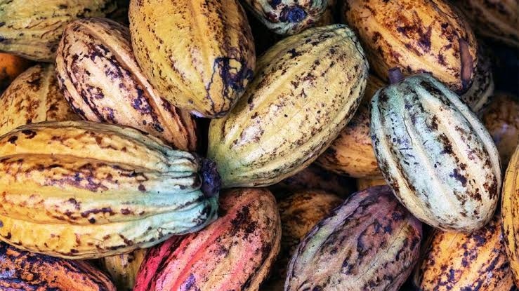 Cocoa: Nigerian Dealers To Earn $2.73bn From Soaring Global Price