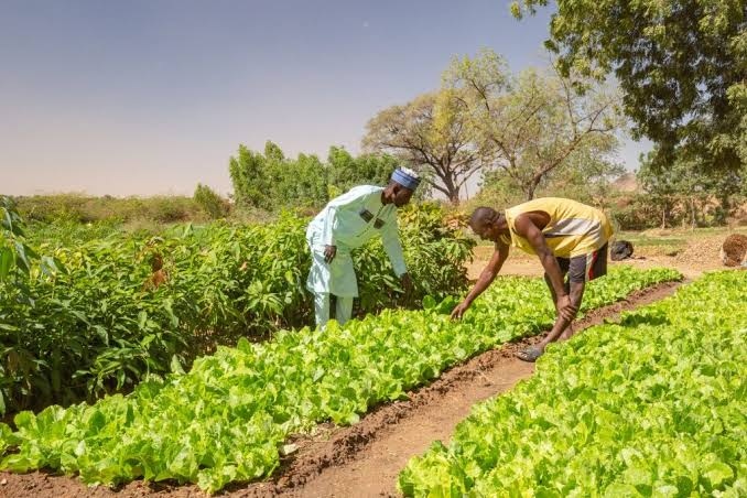 Nigeria Has 40.2m Agriculture Households