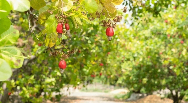 Cashew industry can contribute $3.7 billion into Nigeria’s economy, says NCAN president