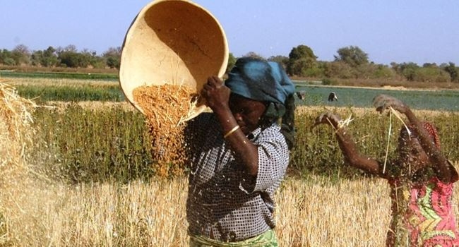 2024/25 Dry-season Wheat Farming To Boost Economy By N1.2trn – FG