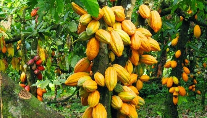 BII Boosts Nigeria’s Cocoa Investment With $40M