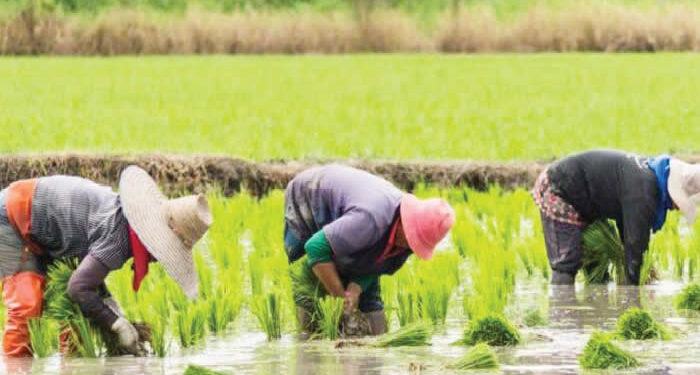 Rice farmers raise concern over low production amid rising demand