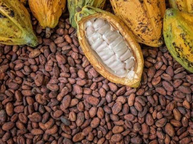 ‘Nigeria Can Generate $600m Annually From Cocoa Export’