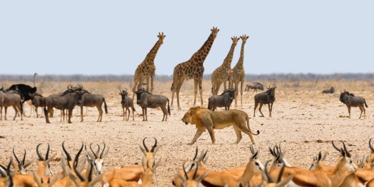 Nigeria’s wildlife tourism to create 2.6 million jobs, generate N12.3 trillion by 2032 – Wild Africa