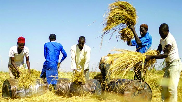 Nigeria short of 2.9 million metric tons of rice seed, says NASC DG